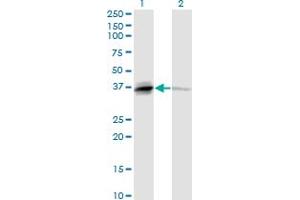 Western Blot analysis of TNFSF13B expression in transfected 293T cell line by TNFSF13B monoclonal antibody (M04), clone 2C11. (BAFF Antikörper  (AA 1-285))