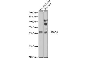 Western blot analysis of extracts of various cell lines, using SOX14 antibody (ABIN6130912, ABIN6148291, ABIN6148293 and ABIN6223049) at 1:1000 dilution. (SOX14 Antikörper  (AA 91-240))