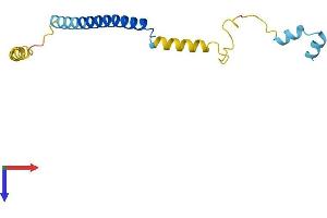 Complexin 1 Protein (CPLX1) (AA 1-134) (His tag)