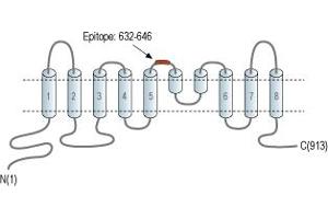 Representative domain view of the target of ABIN7884759.