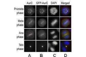 Immunofluorescence: Aurora C antibody staining of HeLa cells, expressing GFP-Aurora C, at different cellular mitotic stages as primary antibody (A), GFP Fluorescence (B), DAPI nuclear staining (C), and AP13519PU-N merged to DAPI staining (D). (Aurora Kinase C Antikörper  (N-Term))