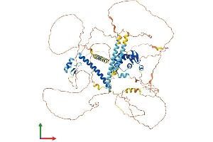 AlphaFold protein structure predicition of Mouse Recombinant Foxp4 Protein, UniprotID Q9DBY0 (FOXP4 Protein (AA 1-795) (His tag))