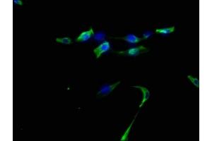 Immunofluorescence staining of U87 cells with ABIN7139803 at 1:50, counter-stained with DAPI. (DNER Antikörper  (AA 150-168))