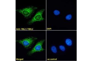 Immunofluorescence (IF) image for anti-F-Box and Leucine-Rich Repeat Protein 2 (FBXL2) (N-Term) antibody (ABIN185053)