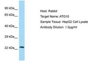 Image no. 1 for anti-Autophagy Related 10 (ATG10) (C-Term) antibody (ABIN6749947) (ATG10 Antikörper  (C-Term))