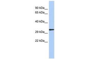 Image no. 1 for anti-NK2 Homeobox 2 (Nkx2-2) (N-Term) antibody (ABIN6742264) (Nkx2-2 Antikörper  (N-Term))