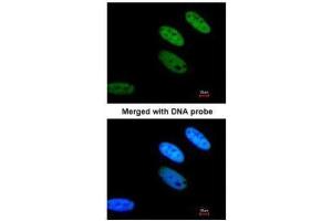 Immunofluorescence (IF) image for anti-TAF15 RNA Polymerase II, TATA Box Binding Protein (TBP)-Associated Factor, 68kDa (TAF15) (Center) antibody (ABIN2855557)
