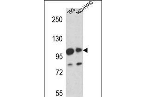 MAML1 antibody  (AA 198-225)