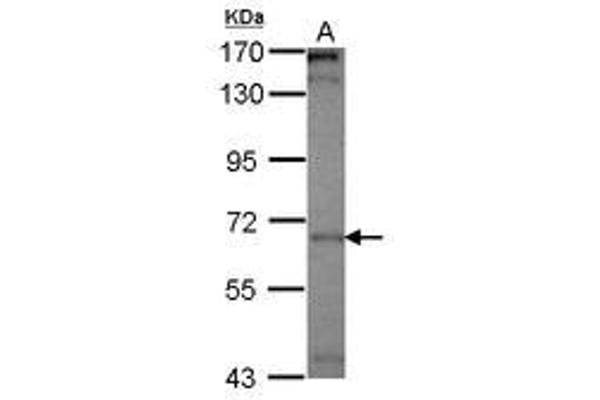 PICALM Antikörper  (AA 420-646)