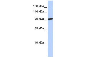 SIDT2 Antikörper  (N-Term)