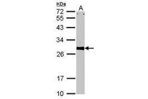 Image no. 2 for anti-VAMP (Vesicle-Associated Membrane Protein)-Associated Protein A, 33kDa (VAPA) (AA 79-92) antibody (ABIN467553) (VAPA Antikörper  (AA 79-92))