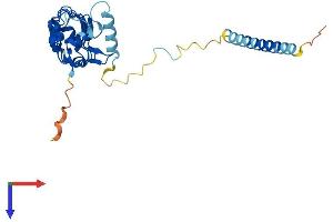 LRRC61 Protein (AA 1-259) (His tag)