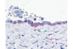 Anti-ENPP3 antibody IHC of human ovary. (ENPP3 Antikörper  (Internal Region))