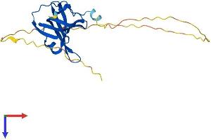 SSBP1 Protein (AA 1-212) (His tag)