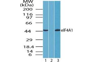 Image no. 2 for anti-Eukaryotic Translation Initiation Factor 4A1 (EIF4A1) (AA 350-400) antibody (ABIN960156) (EIF4A1 Antikörper  (AA 350-400))