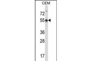 POU3F3 Antibody (Center) (ABIN657418 and ABIN2846455) western blot analysis in CEM cell line lysates (35 μg/lane). (POU3F3 Antikörper  (AA 294-323))