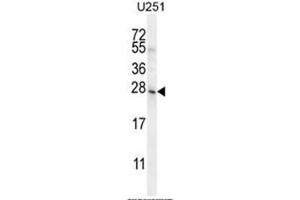 BHLHA15 Antibody (C-term) western blot analysis in U251 cell line lysates (35µg/lane). (BHLHA15 Antikörper  (C-Term))