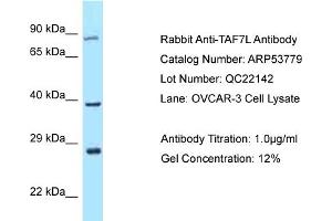 Western Blotting (WB) image for anti-TAF7-Like RNA Polymerase II, TATA Box Binding Protein (TBP)-Associated Factor, 50kDa (TAF7L) (C-Term) antibody (ABIN2785574)