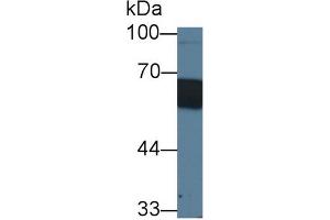 Western Blot; Sample: Porcine Skin lysate; Primary Ab: 1µg/ml Rabbit Anti-Porcine CD14 Antibody Second Ab: 0.
