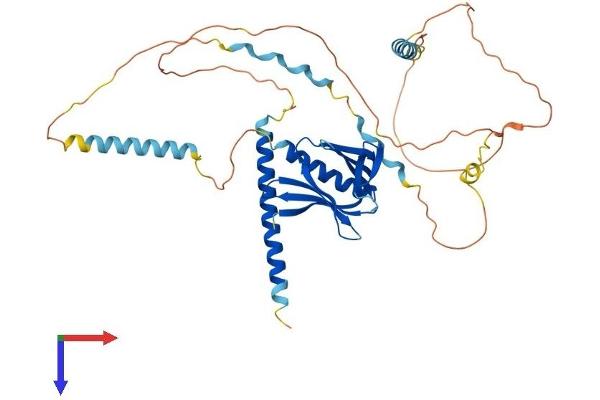EVL Protein (AA 1-414) (His tag)