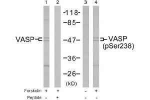 Image no. 2 for anti-Vasodilator-Stimulated phosphoprotein (VASP) (Ser238) antibody (ABIN197383) (VASP Antikörper  (Ser238))