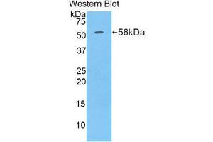Western Blotting (WB) image for anti-Ribophorin 1 (RPN1) (AA 273-518) antibody (ABIN1860469) (RPN1 Antikörper  (AA 273-518))