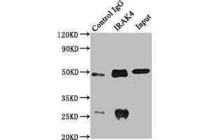 Immunoprecipitating IRAK4 in MCF-7 whole cell lysate Lane 1: Rabbit control IgG instead of ABIN7156752 in MCF-7 whole cell lysate. (IRAK4 Antikörper  (AA 1-220))