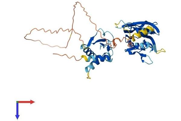 IRF9 Protein (AA 1-399) (His tag)