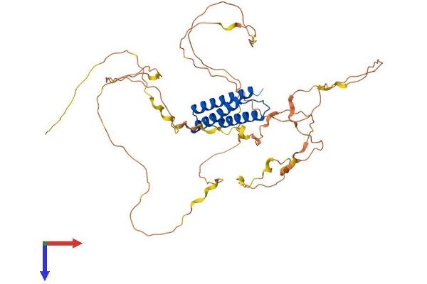 BAG4 Protein (AA 1-457) (His tag)