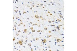 Immunohistochemistry of paraffin-embedded mouse brain using COPB2 antibody.