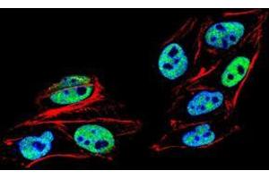 Immunofluorescence analysis of HeLa cells using PMS2 mouse mAb (green). (PMS2 Antikörper  (AA 748-851))