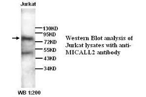 Image no. 1 for anti-MICAL-Like 2 (MICALL2) antibody (ABIN790899) (MICALL2 Antikörper)