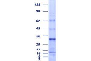 Validation with Western Blot (MED7 Protein (Transcript Variant 2) (Myc-DYKDDDDK Tag))