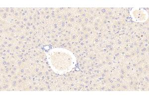 Detection of C1INH in Mouse Liver Tissue using Polyclonal Antibody to Complement 1 Inhibitor (C1INH) (SERPING1 Antikörper  (AA 211-331))