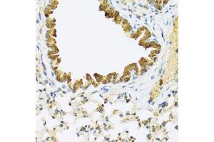 Immunohistochemistry of paraffin-embedded mouse lung using FAM20A antibody.