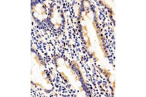 Immunohistochemical analysis of paraffin-embedded H. (RAB35 Antikörper  (C-Term))