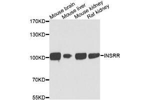 Western blot analysis of extracts of various cells, using INSRR antibody. (INSRR Antikörper)