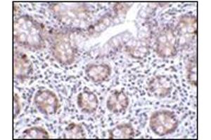Immunohistochemistry of LSD1 in human small intestine tissue with this product at 2 μg/ml. (LSD1 Antikörper  (Center))