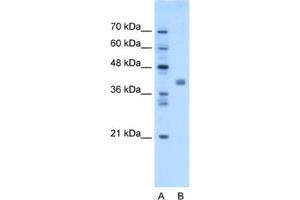 Western Blotting (WB) image for anti-Transmembrane Protein 59-Like (TMEM59L) antibody (ABIN2463023) (TMEM59L Antikörper)