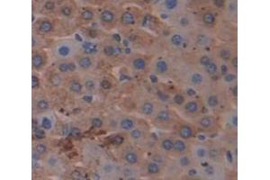 IHC-P analysis of Mouse Tissue, with DAB staining. (NNMT Antikörper  (AA 127-249))