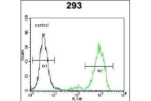 SPDYE5 Antibody (N-term) (ABIN655699 and ABIN2845152) flow cytometric analysis of 293 cells (right histogram) compared to a negative control cell (left histogram). (SPDYE5 Antikörper  (N-Term))