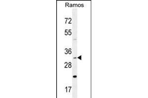 DNAJB13 Antibody (Center) (ABIN654838 and ABIN2844507) western blot analysis in Ramos cell line lysates (35 μg/lane). (DNAJB13 Antikörper  (AA 176-205))