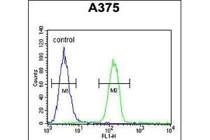 GSN Antibody (N-term) (ABIN6242369 and ABIN6578987) flow cytometric analysis of  cells (right histogram) compared to a negative control cell (left histogram). (Gelsolin Antikörper  (N-Term))