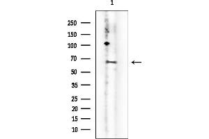 anti-Poly-U Binding Splicing Factor 60KDa (PUF60) antibody