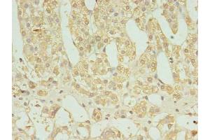 Immunohistochemistry of paraffin-embedded human adrenal gland tissue using ABIN7165402 at dilution of 1:100 (FAM136A Antikörper  (AA 2-138))