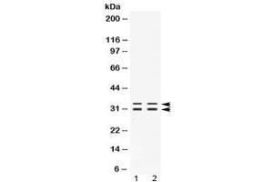 Western blot testing of 1) rat testis and 2) human PANC1 lysate with FHL3 antibody at 0. (FHL3 Antikörper  (AA 41-84))