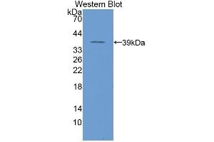 Western Blotting (WB) image for anti-Nuclear Factor kappa B (NFkB) (AA 42-367) antibody (ABIN1078409) (NFkB Antikörper  (AA 42-367))