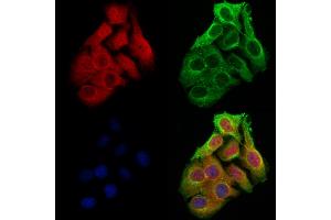ABIN6263918 and ABIN6273062 staining Hela cells by IF/ICC.