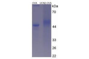 Image no. 3 for Urocortin 2 (UCN2) peptide (Ovalbumin) (ABIN5666403) (Urocortin 2 (UCN2) peptide (Ovalbumin))