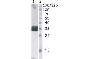 Western Blot testing of anti-bovine DNaseI monoclonal antibody (4B10). (DNASE1 Antikörper)